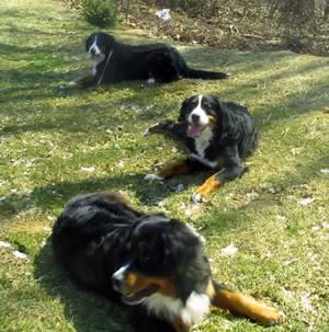 Bernese Mountain Dogs