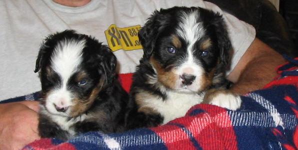 Male Bernese Mountain Dog Puppies